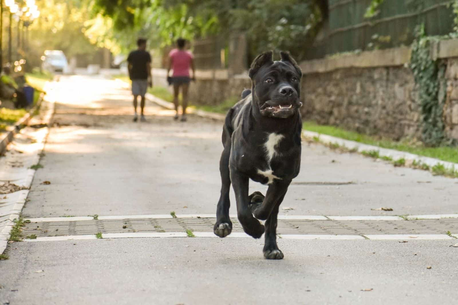 perro cane pitbull corriendo por la calle