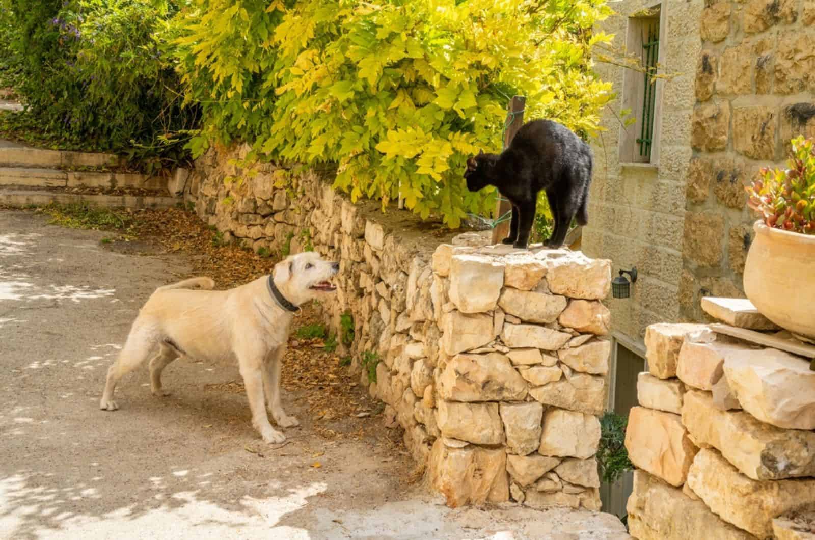 confrontación entre un gato y un perro en la calle