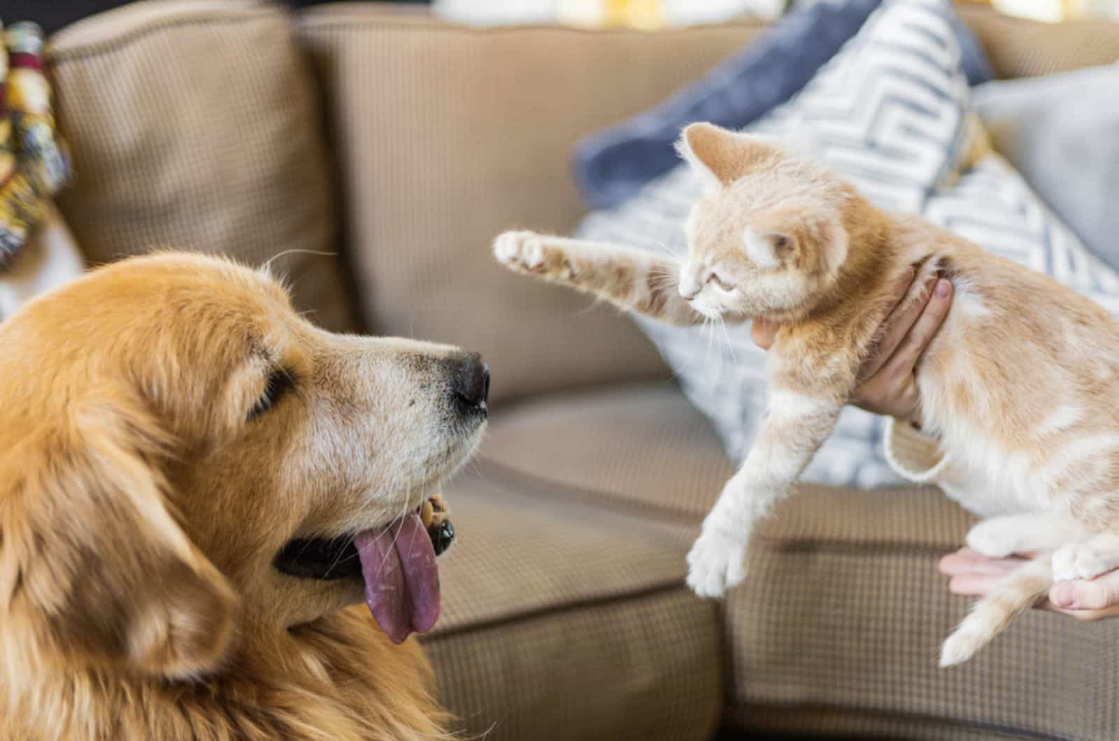 gato y perro se conocen por primera vez