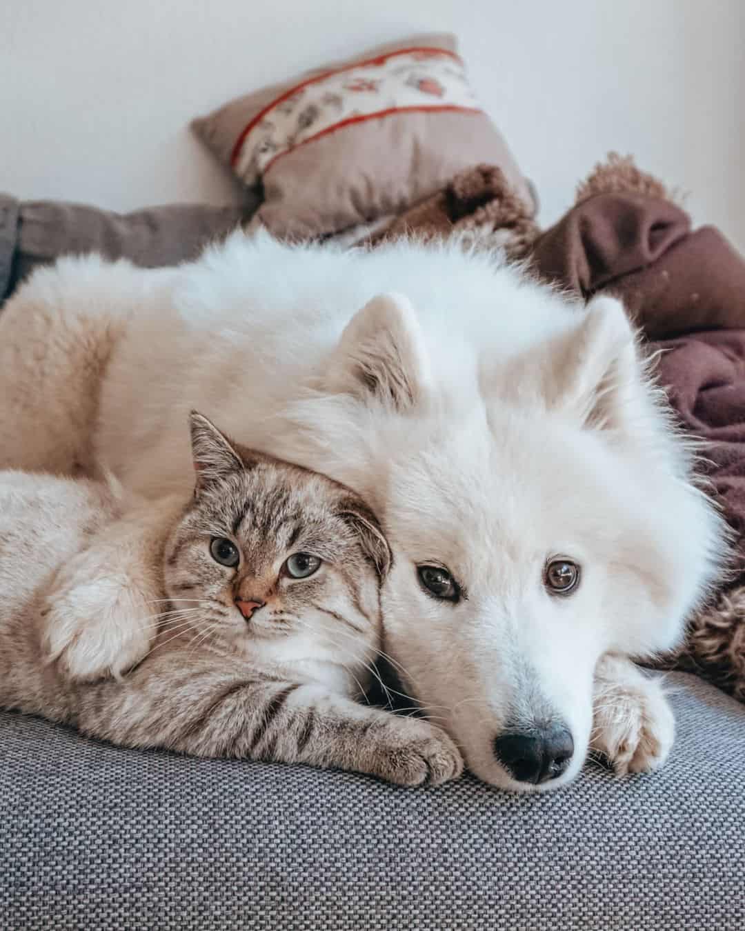 gato y perro
