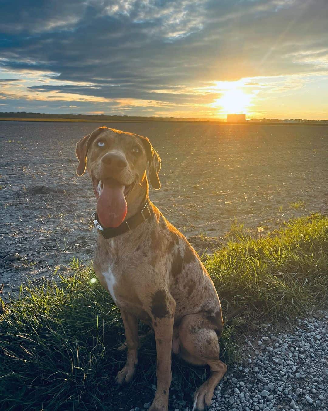 catahoula al atardecer