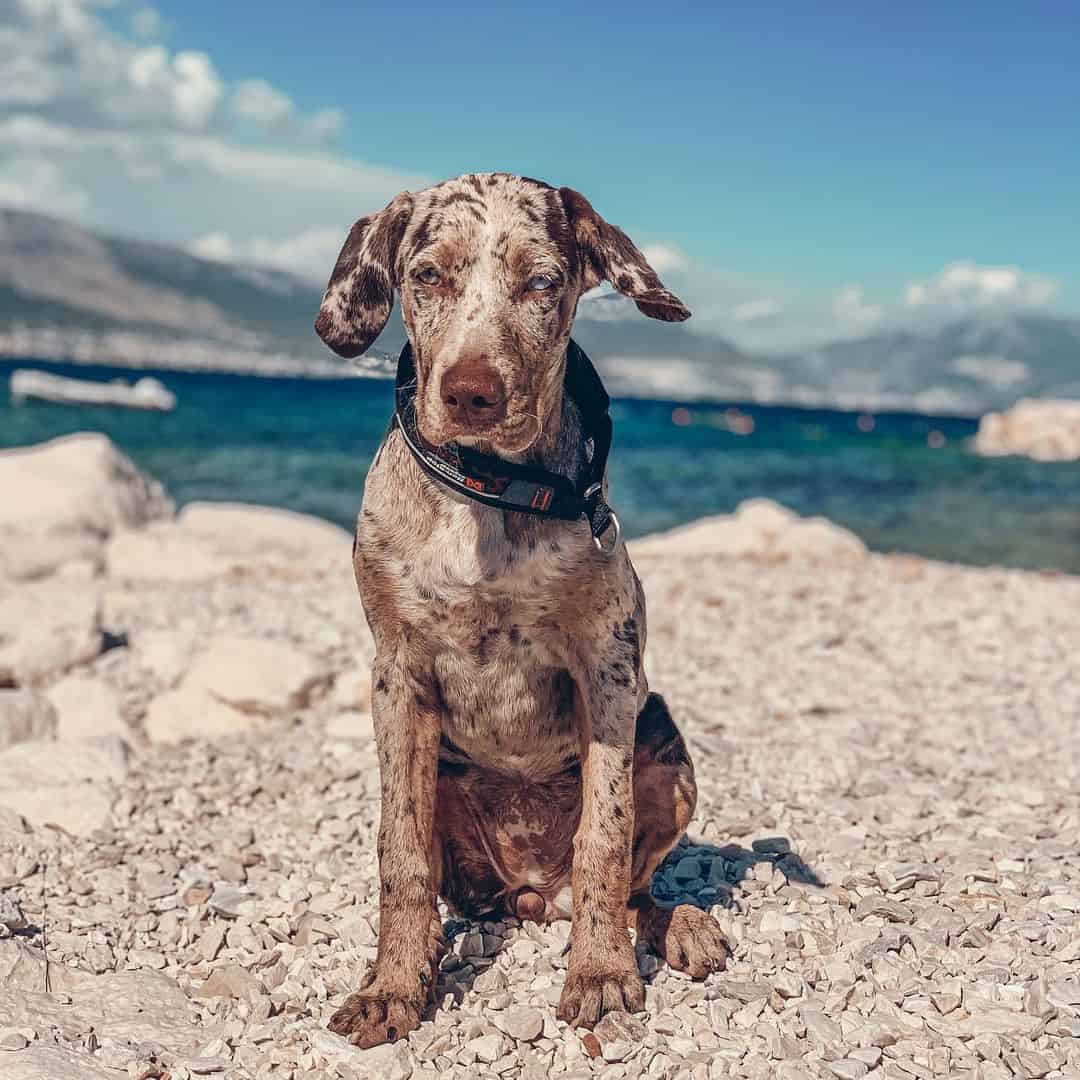 catahoula en la playa