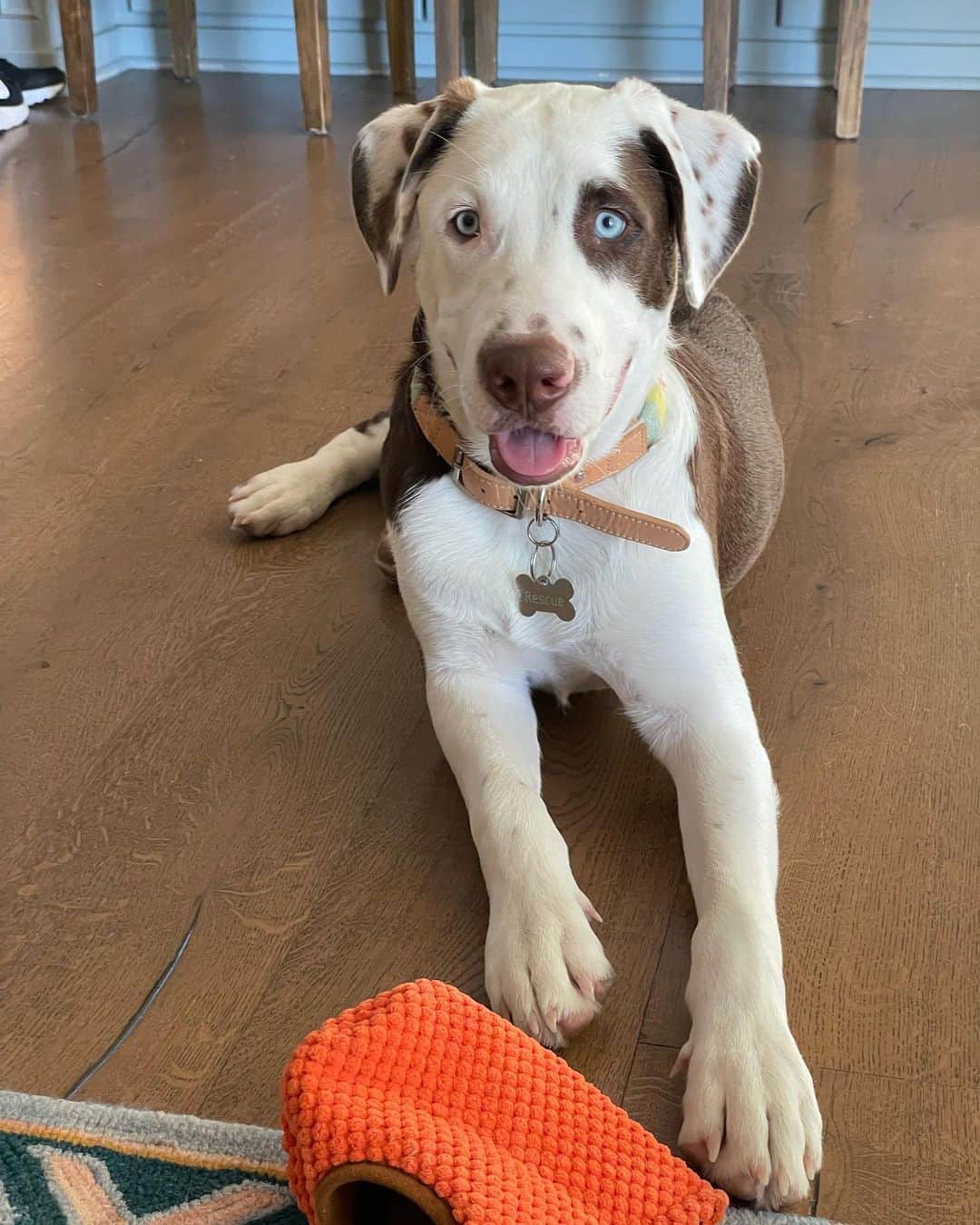 perro pastor australiano catahoula