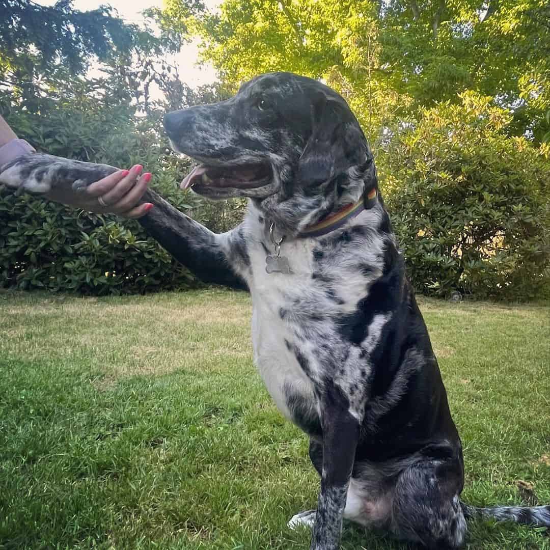 cruce de catahoula y pastor australiano