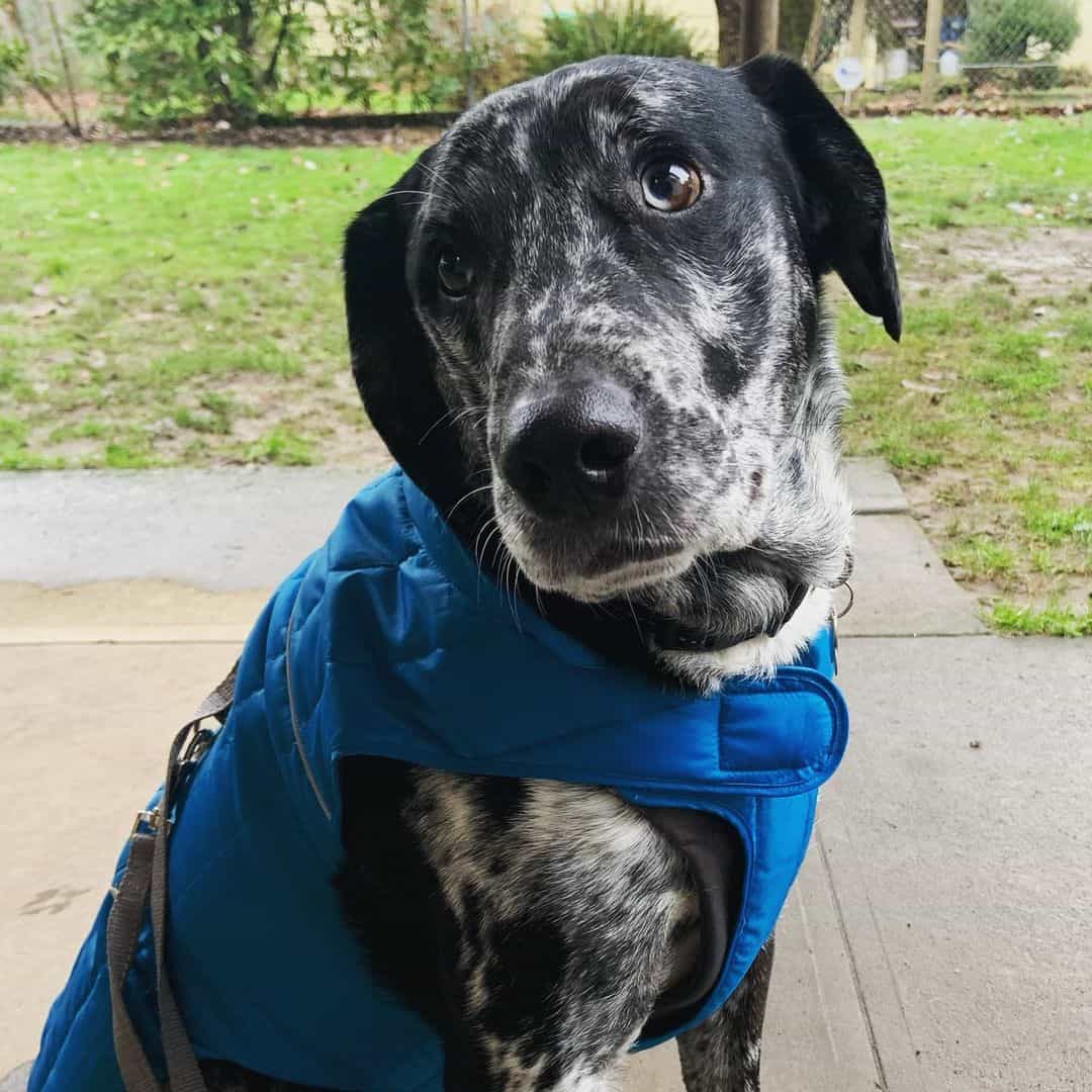 mezcla de catahoula y pastor australiano usando un arnés