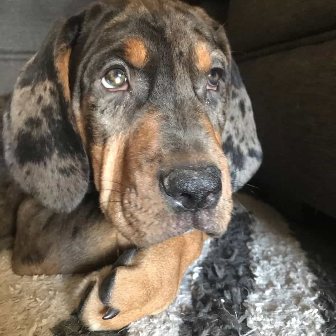 Catahoula mezclado con Bloodhound