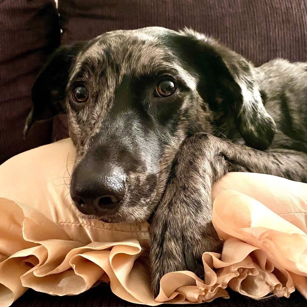 Catahoula blue heeler mix perro acostado