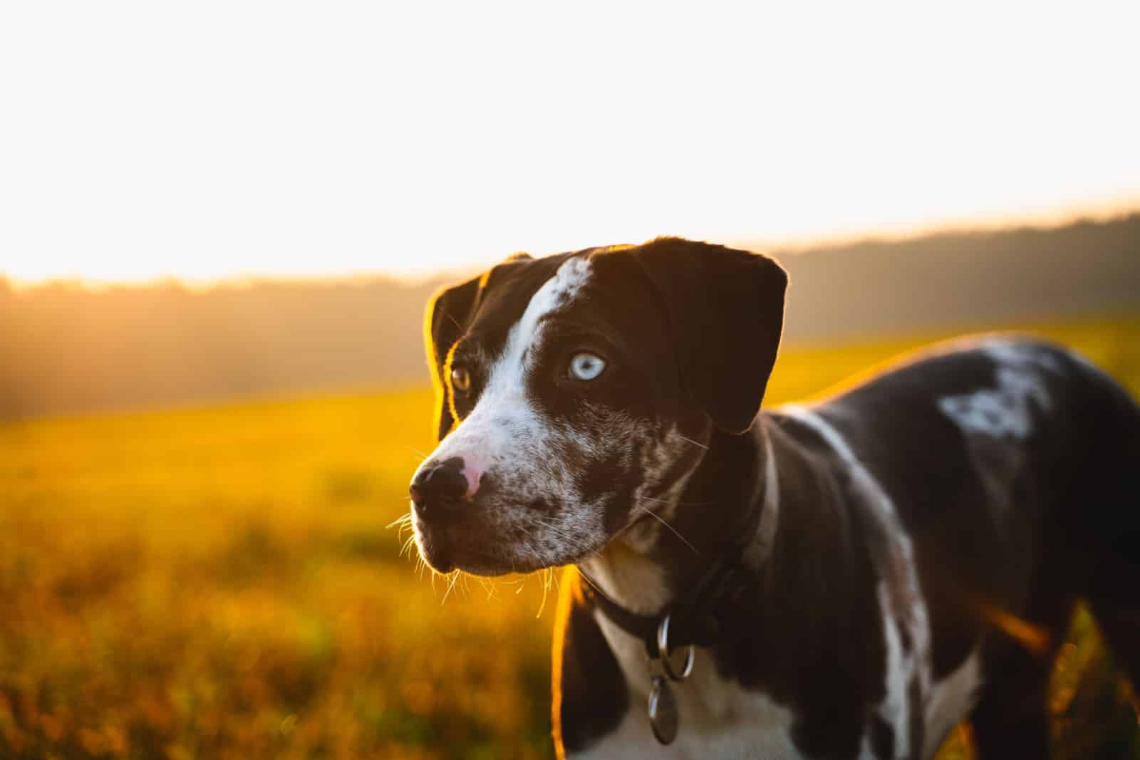perro catahoula durante el atardecer