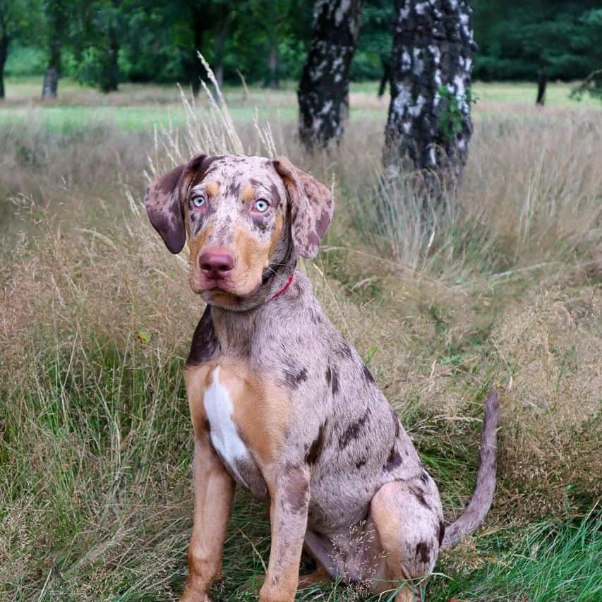 perro catahoula en un campo