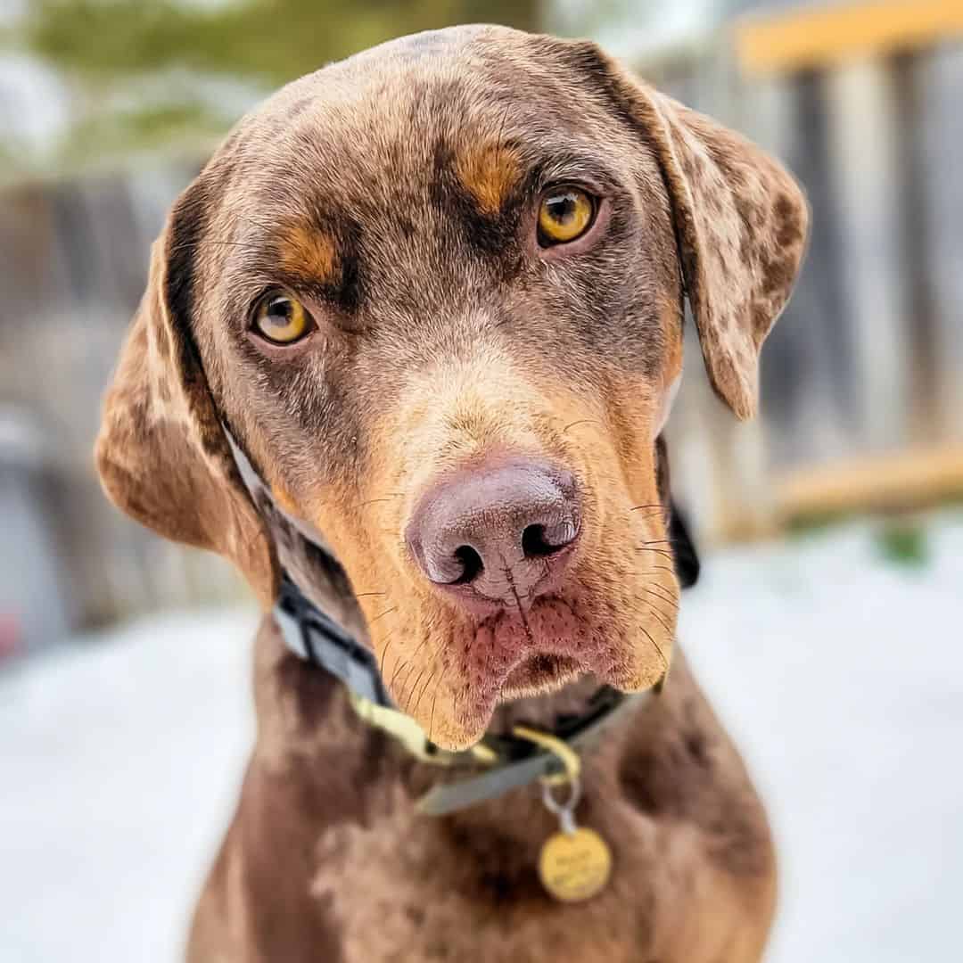 retrato de perro catahoula