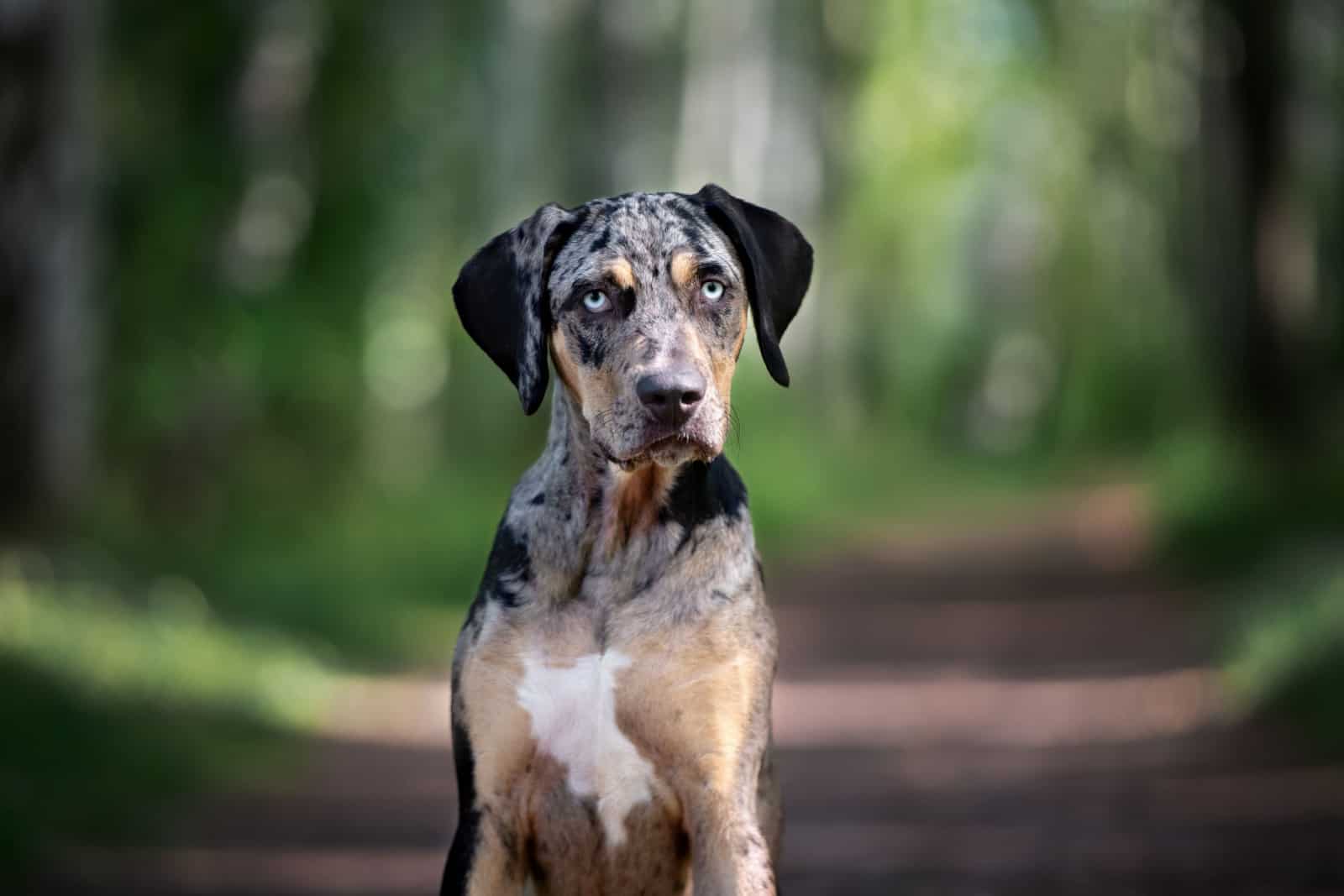 perro catahoula descansando