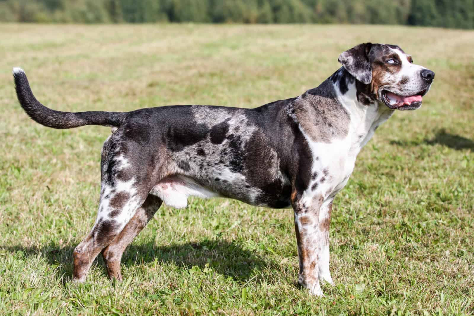 perro leopardo de catahoula
