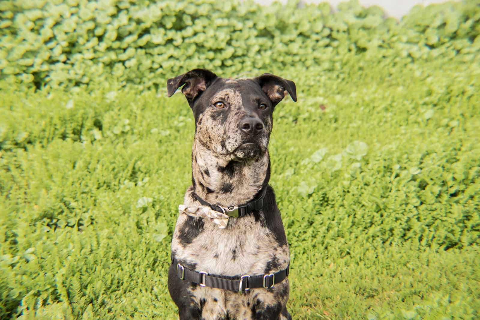 Perro Catahoula Leopard Dog