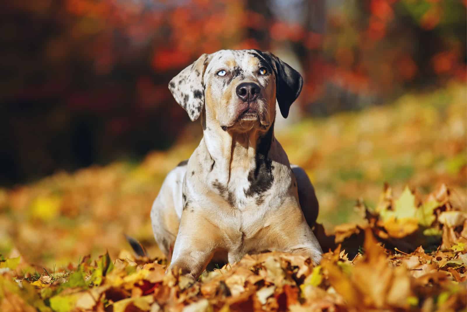 retrato de perro leopardo de catahoula