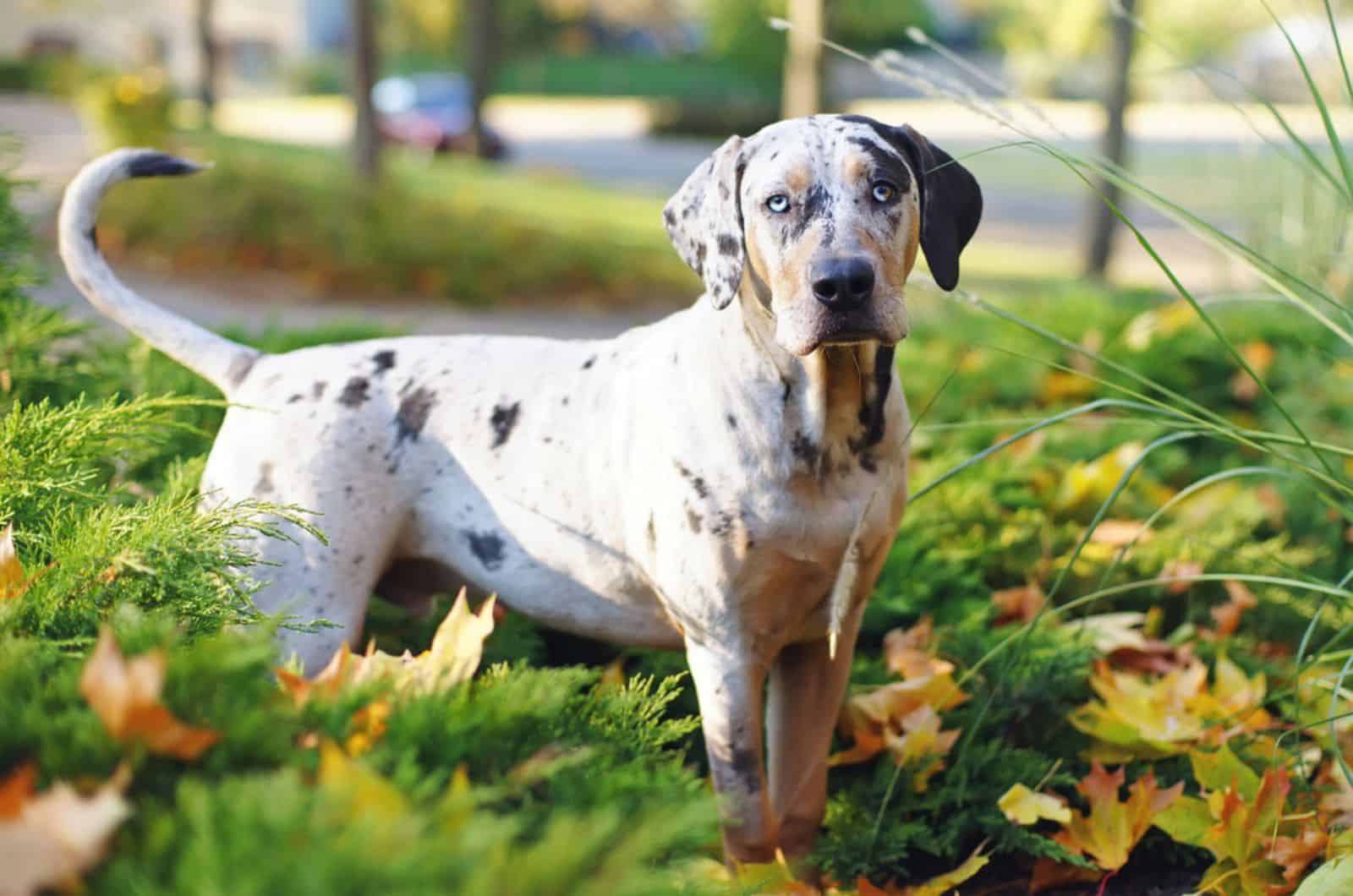 catahoula leopard en el parque
