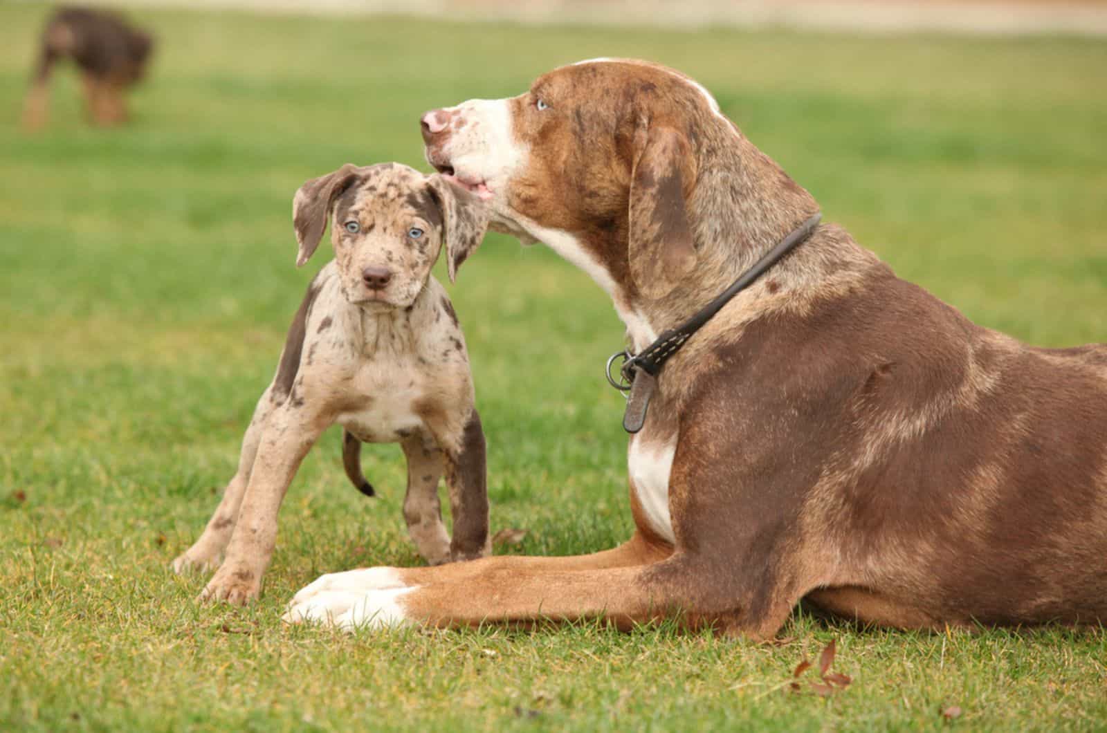 cachorro de catahoula leopard y su madre en el césped