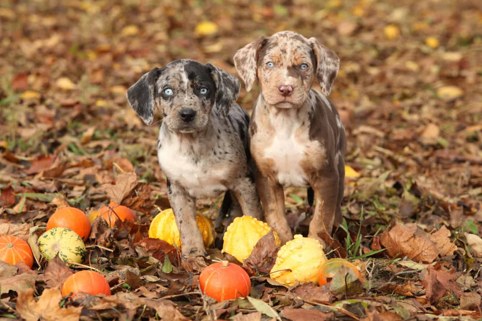cachorros de catahoula