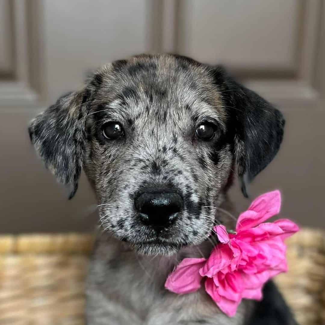 cachorro de catahoula con flor