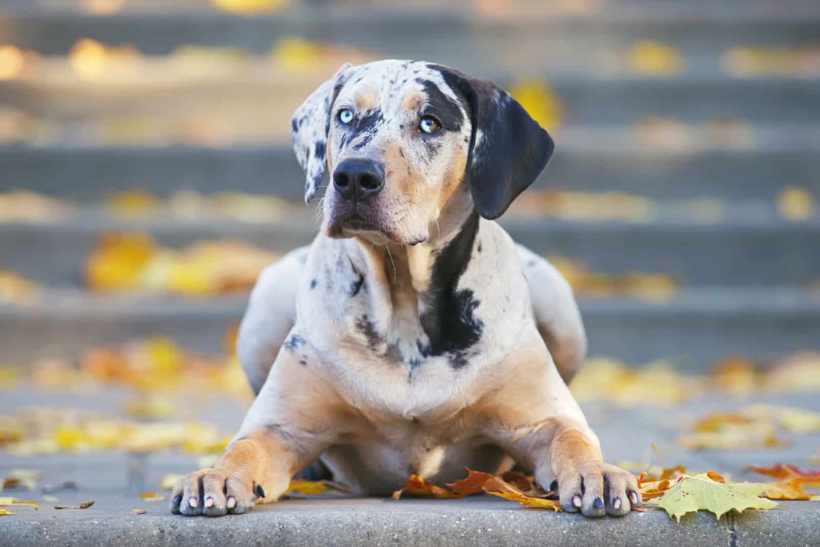 catahoula sentado en escaleras afuera