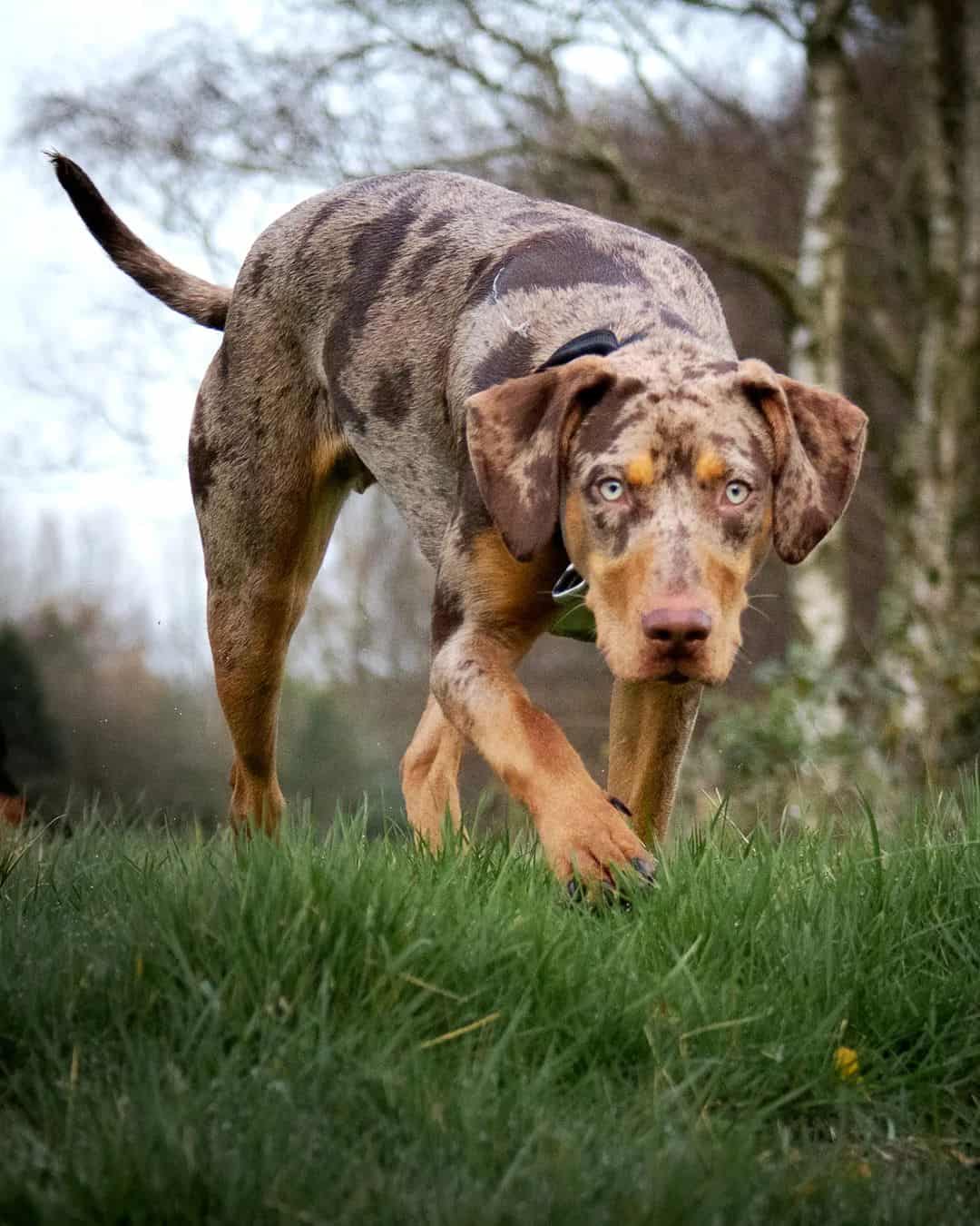 catahoula caminando