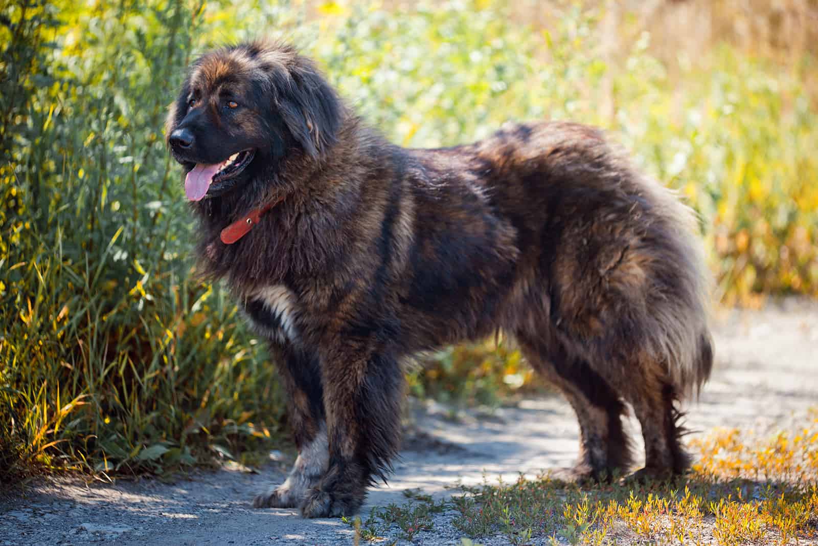 Perro pastor caucásico en el jardín