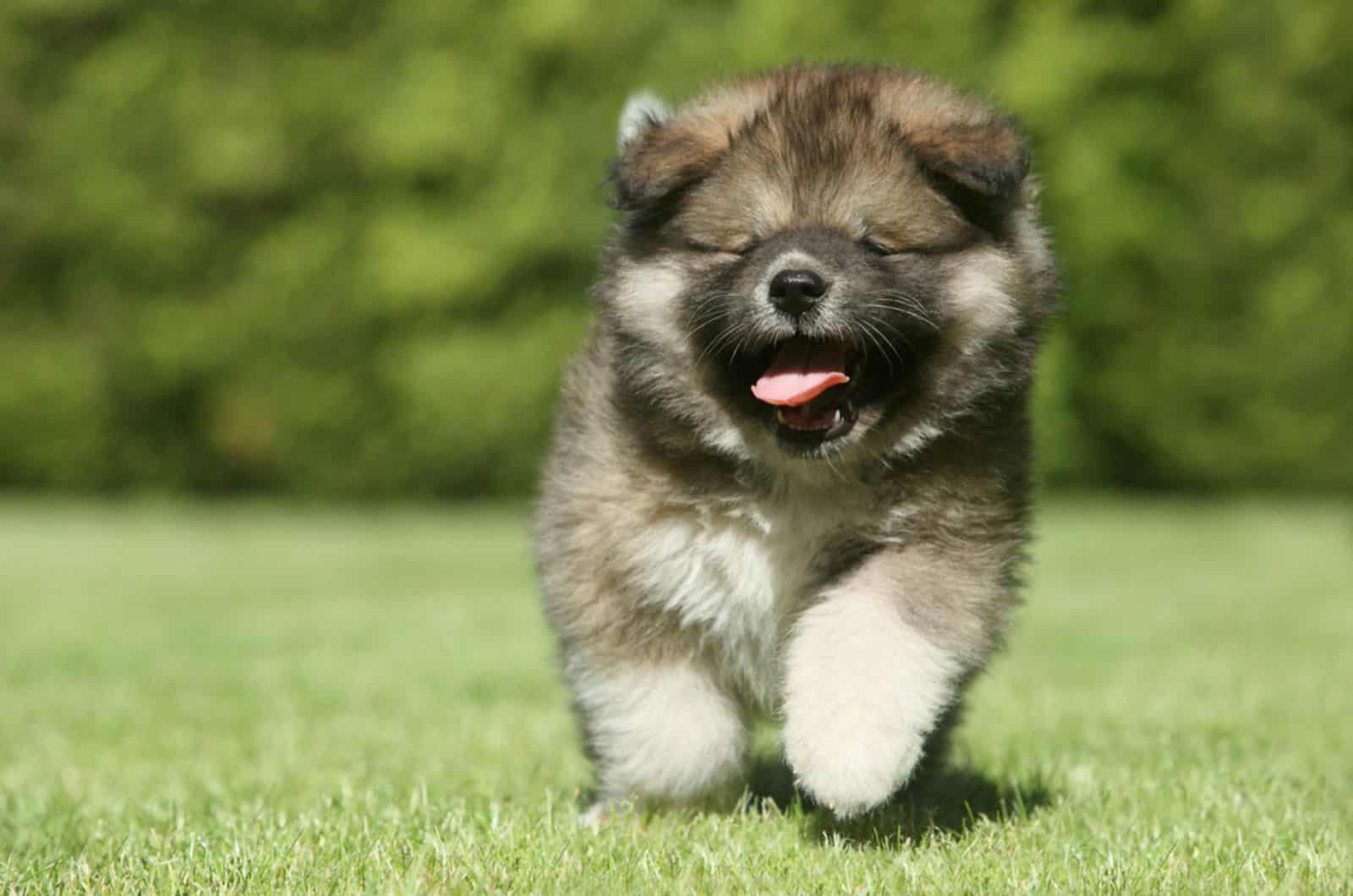 cachorro de perro pastor caucásico corriendo en el césped