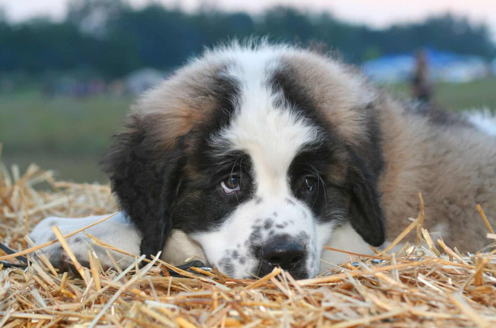cachorro de pastor caucásico acostado sobre paja