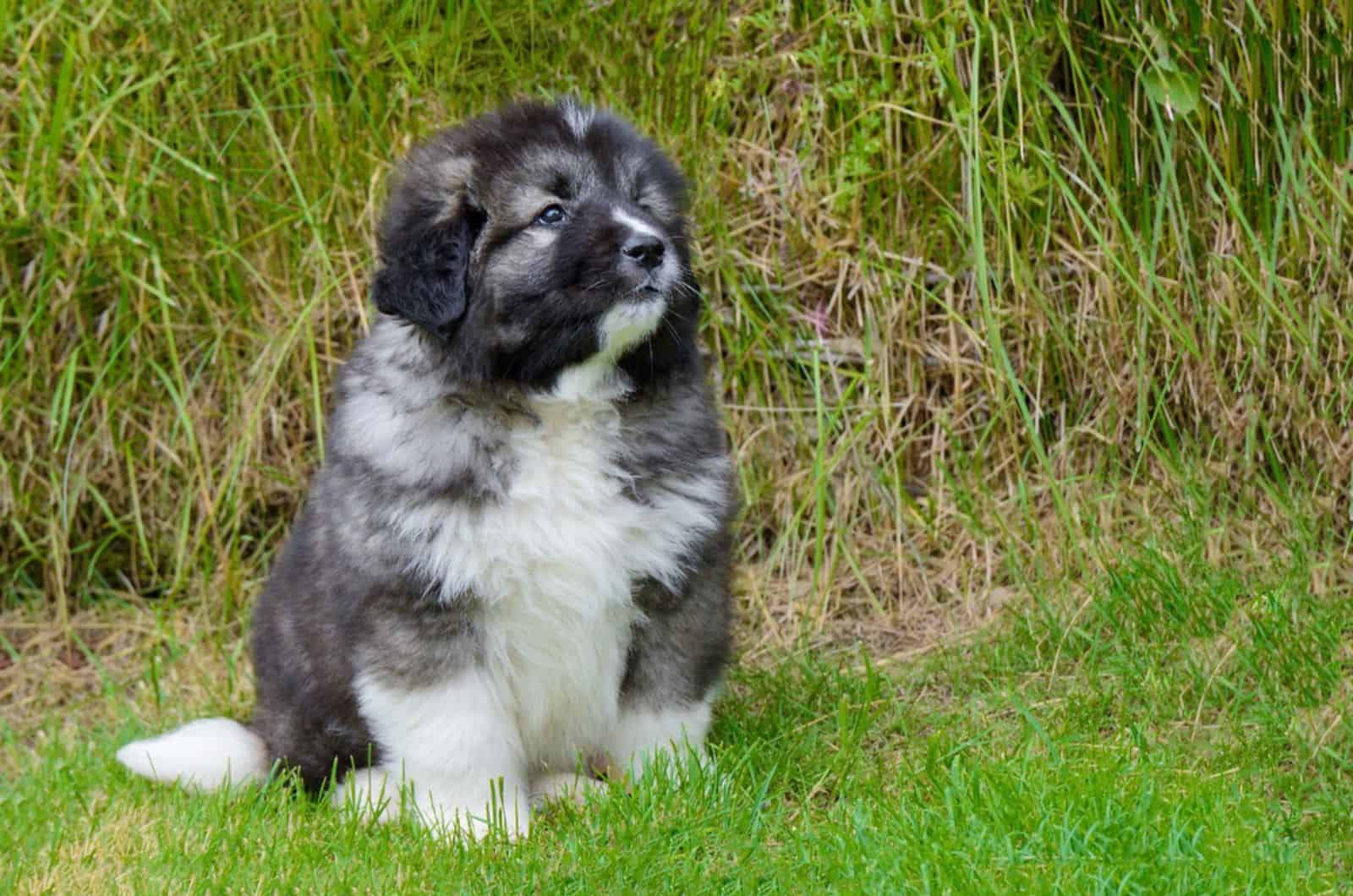 cachorro de pastor caucásico sentado en el césped junto a un campo