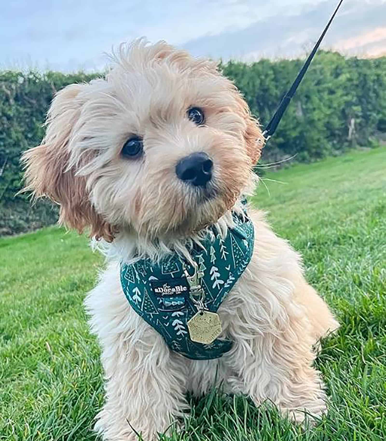 perro cavachon sentado en la hierba