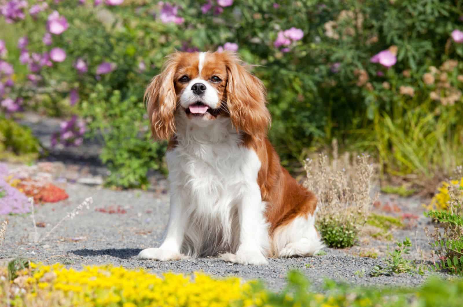 cavalier king charles spaniel en el jardín