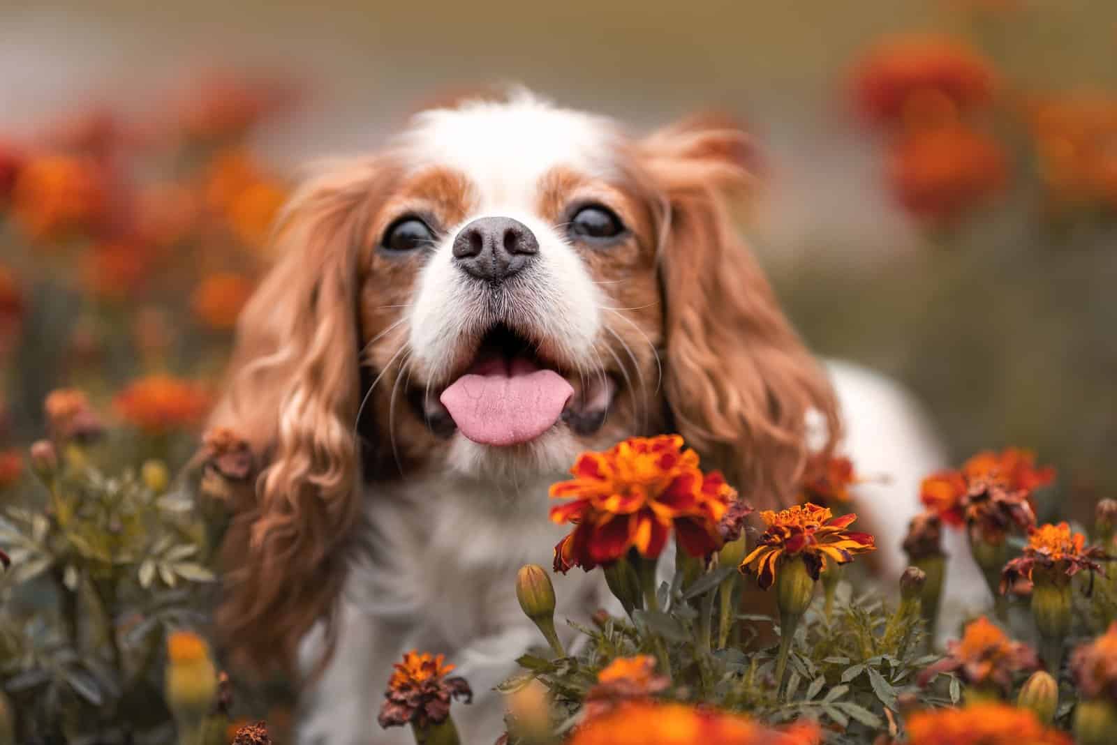 Cavalier King Charles Spaniel en flores