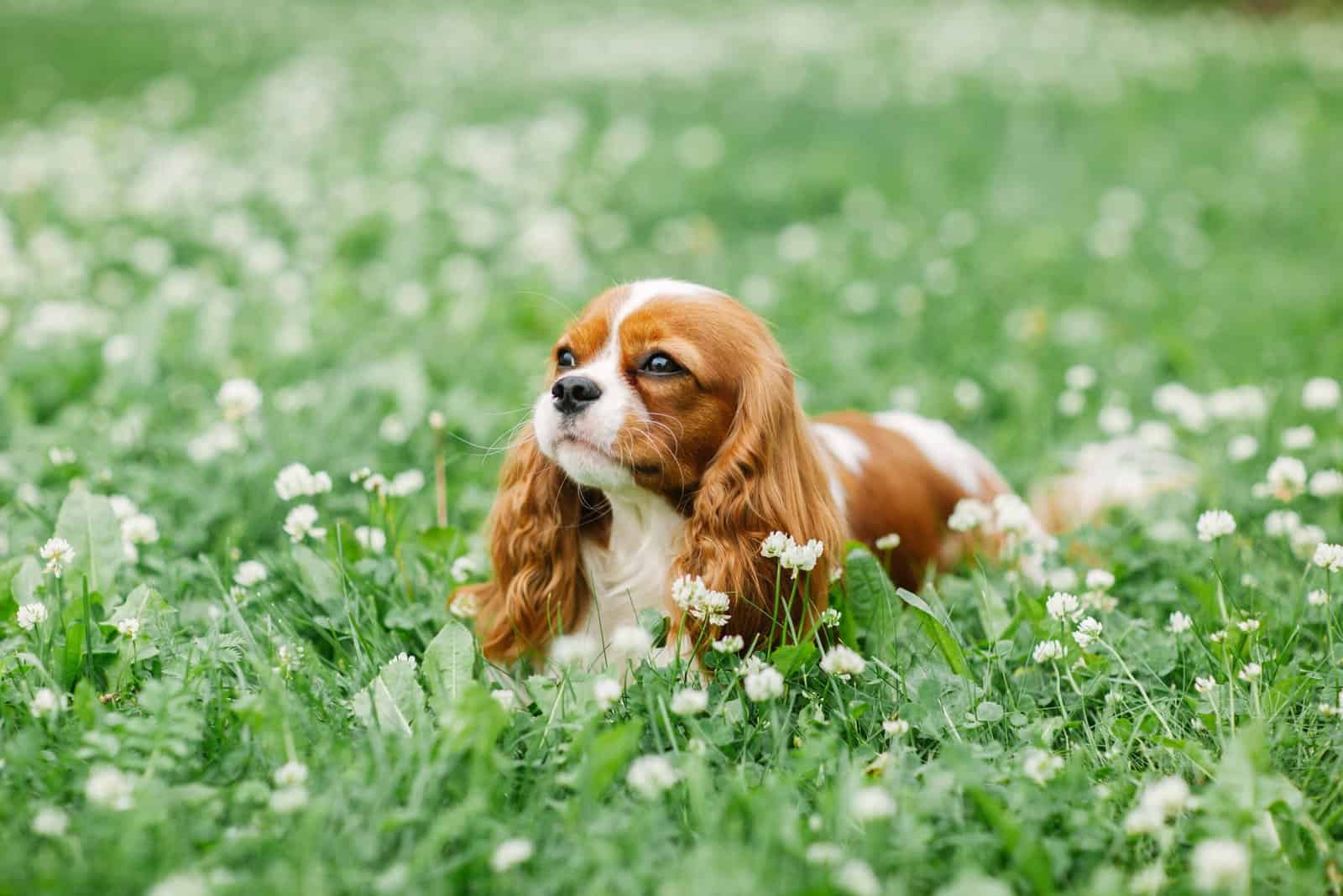 Cavalier King Charles Spaniel en la hierba