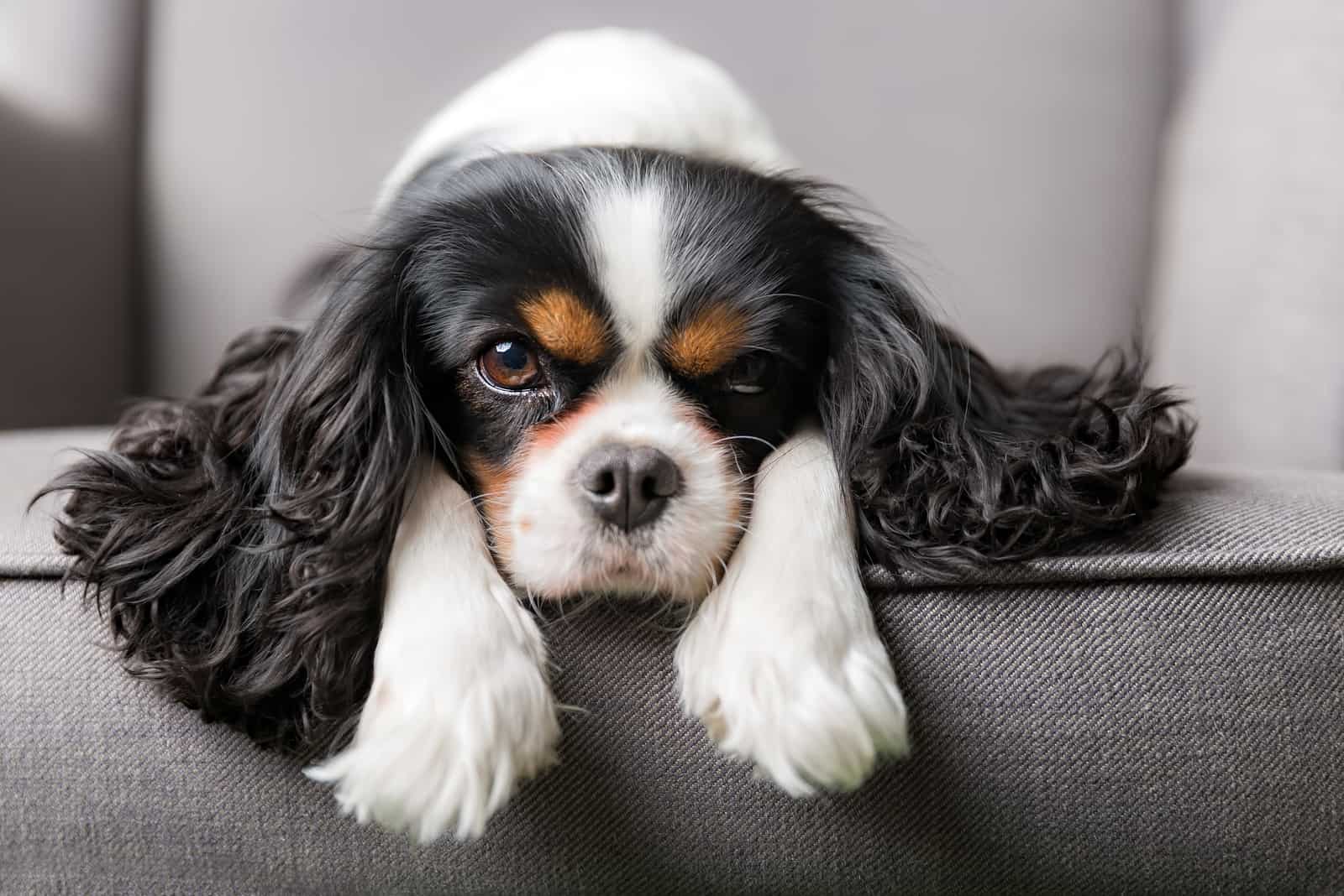 Cavalier King Charles Spaniel acostado en un sofá