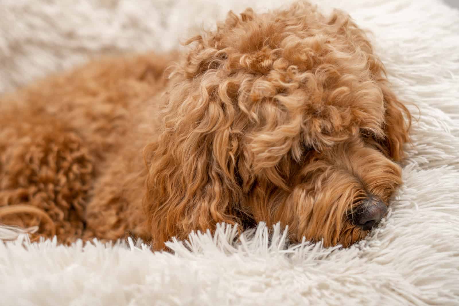 perro cavapoo durmiendo en su cama