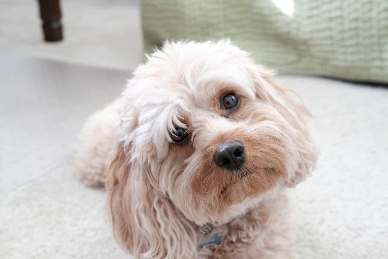 Perro Cavapoo