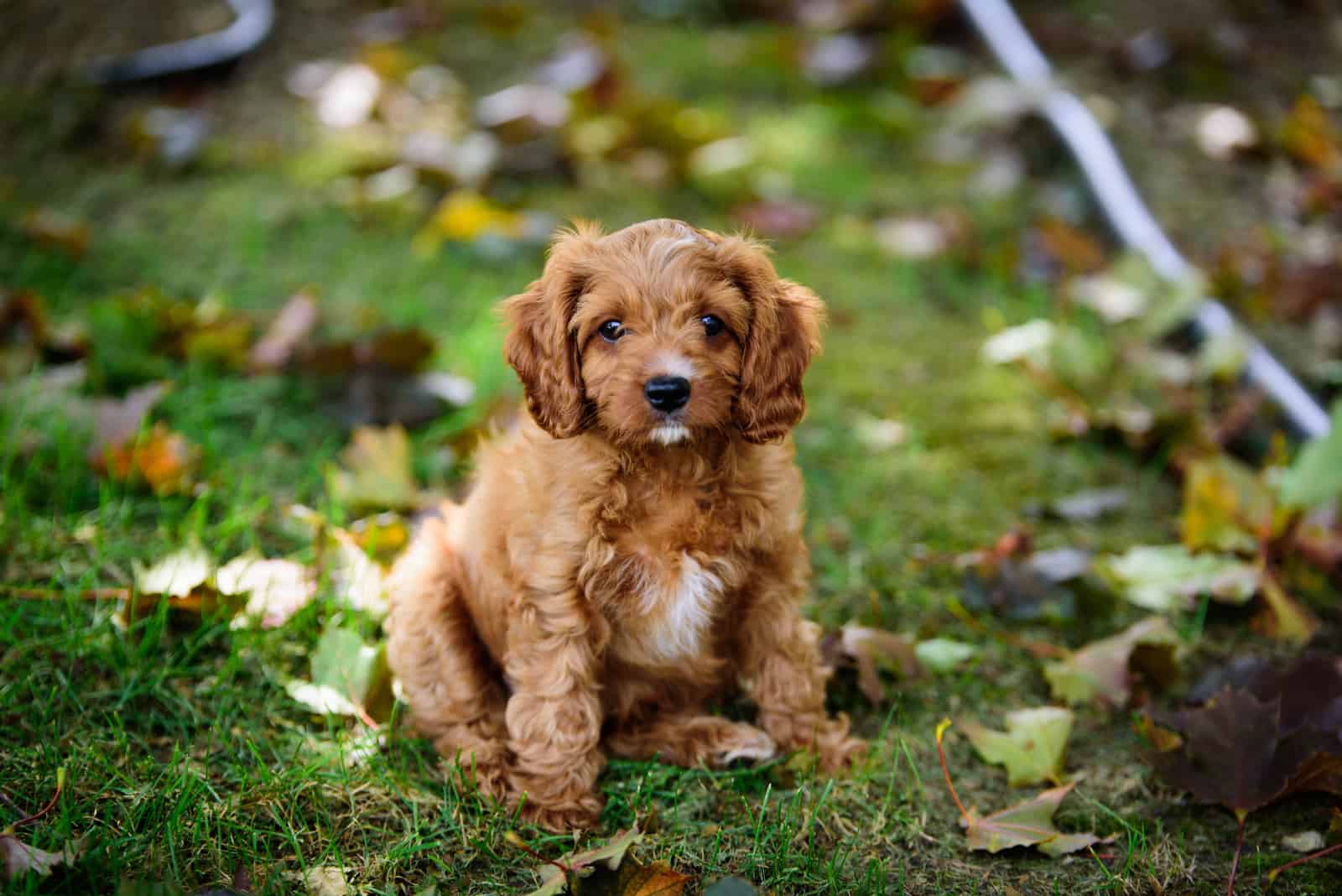 pequeño cachorro cavapoo en el césped