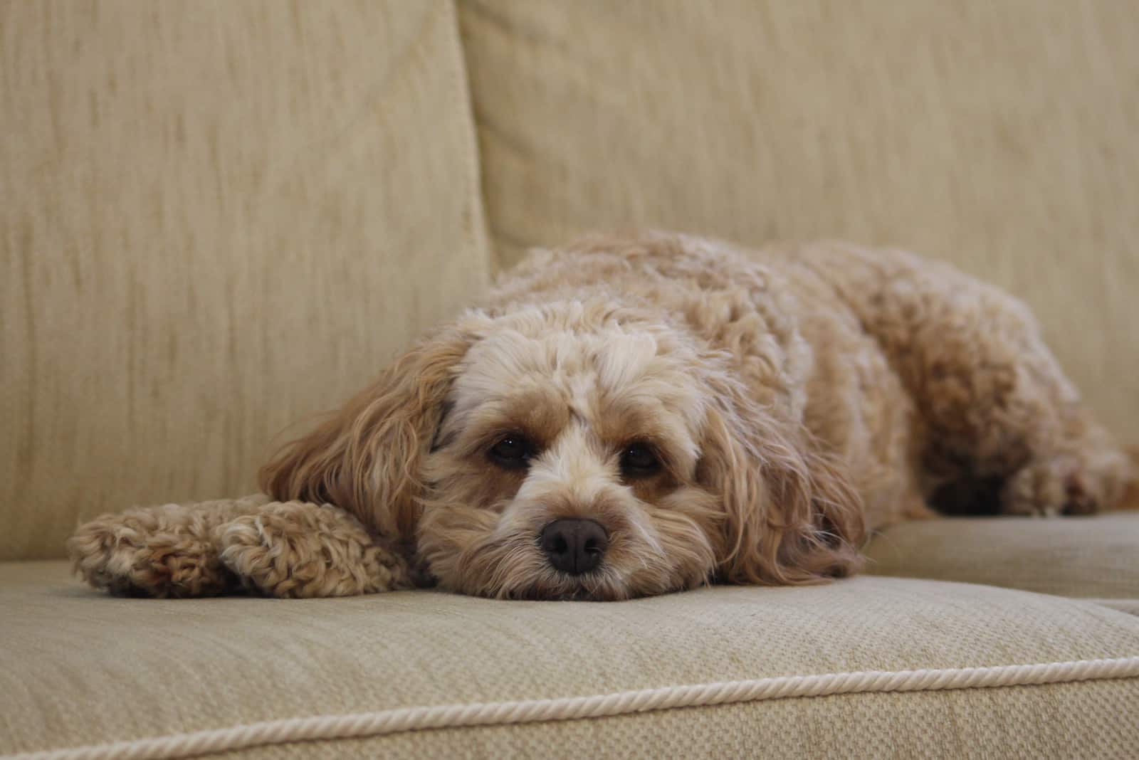 cavapoo tumbado en la cama del sofá