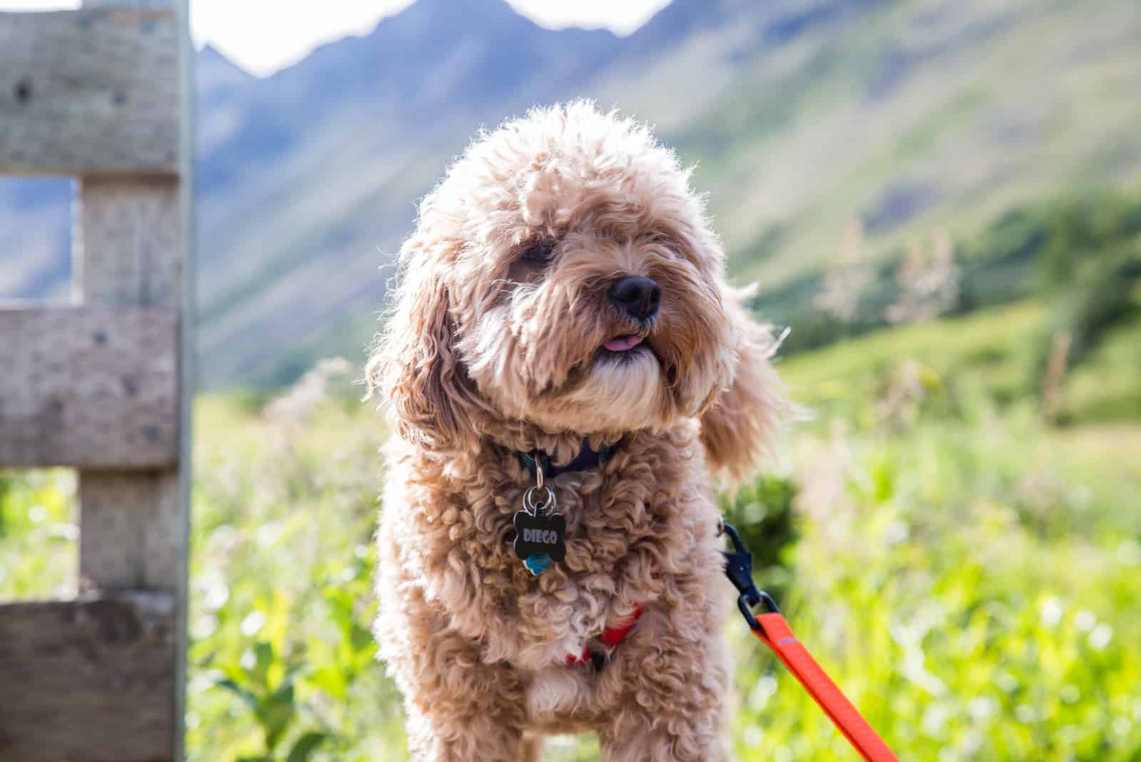 cavapoo de pie fuera