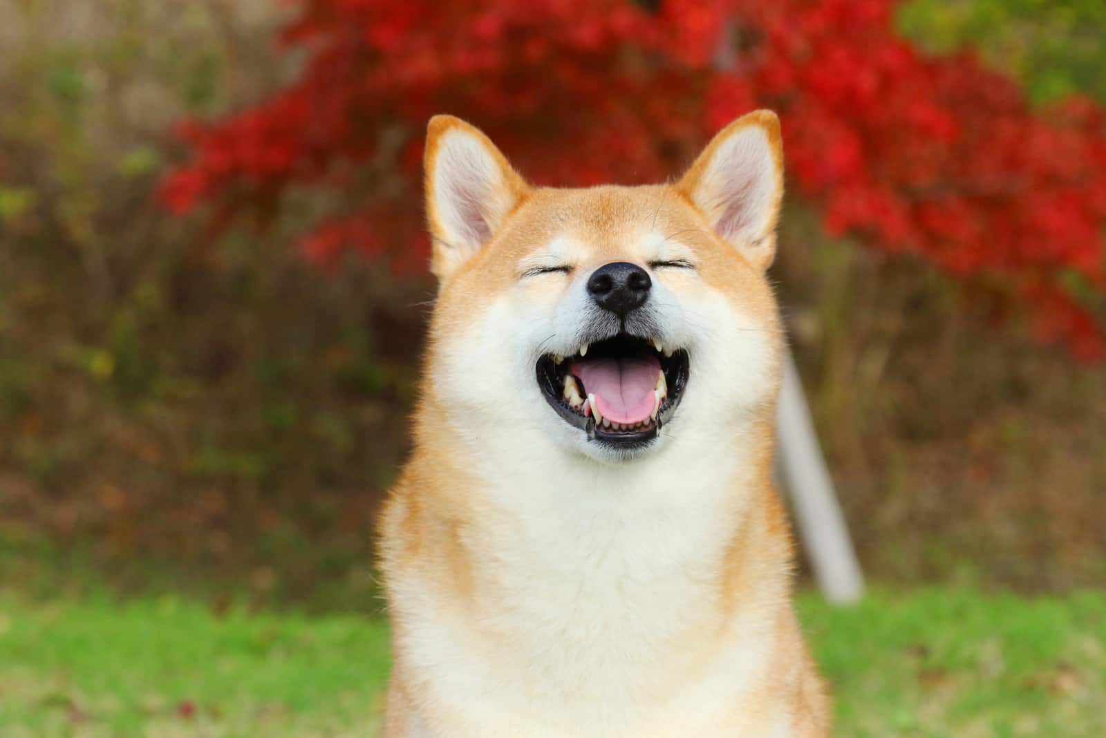 shiba inu alegre disfrutando del sol al aire libre