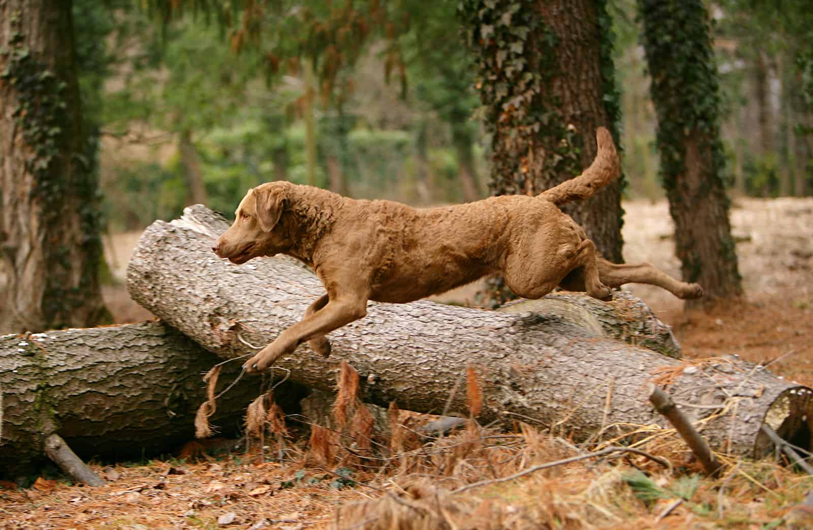 Perro Chesapeake Bay Retriever en el bosque