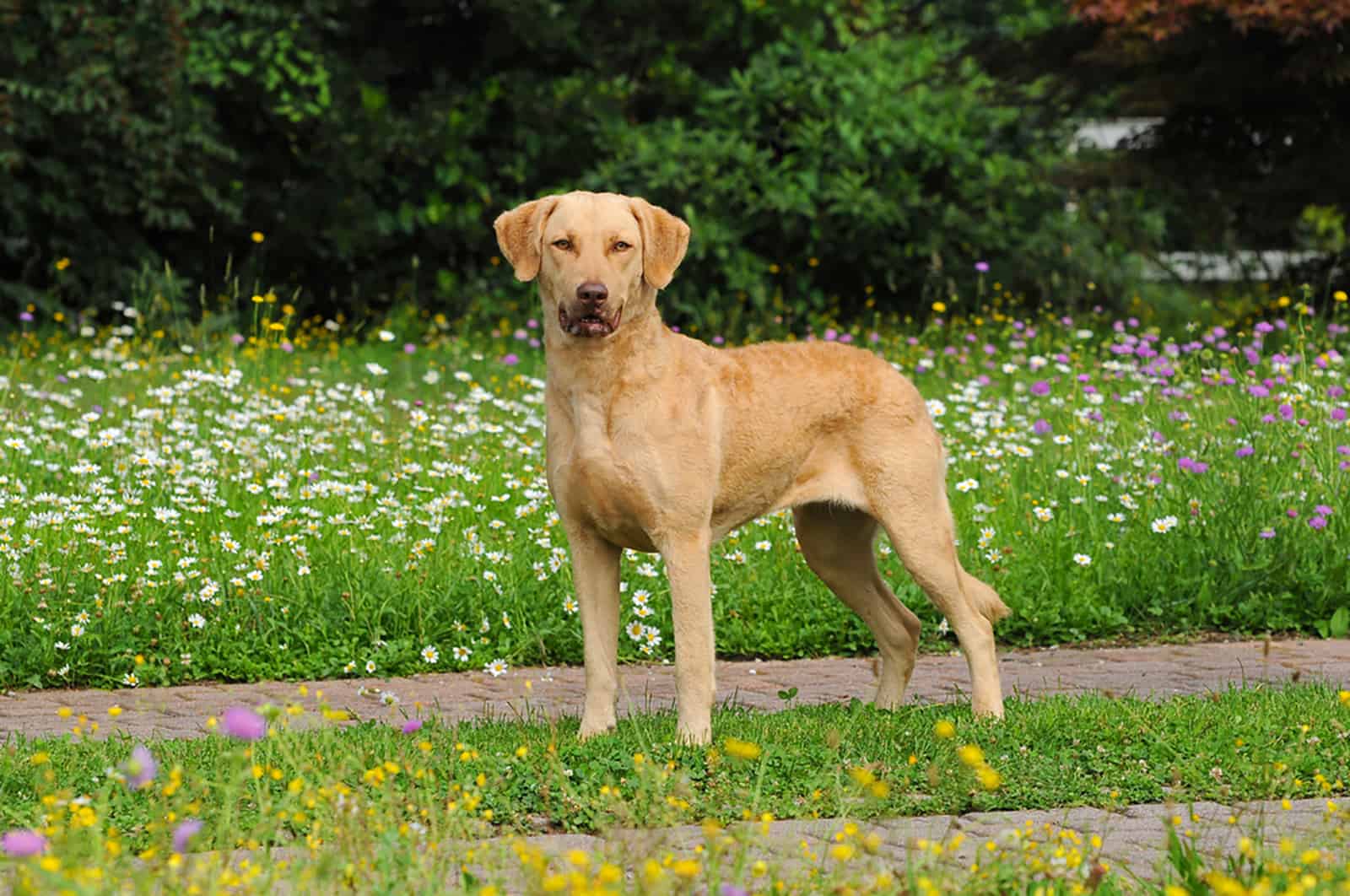 retriever de la bahía de chesapeake de pie en el parque
