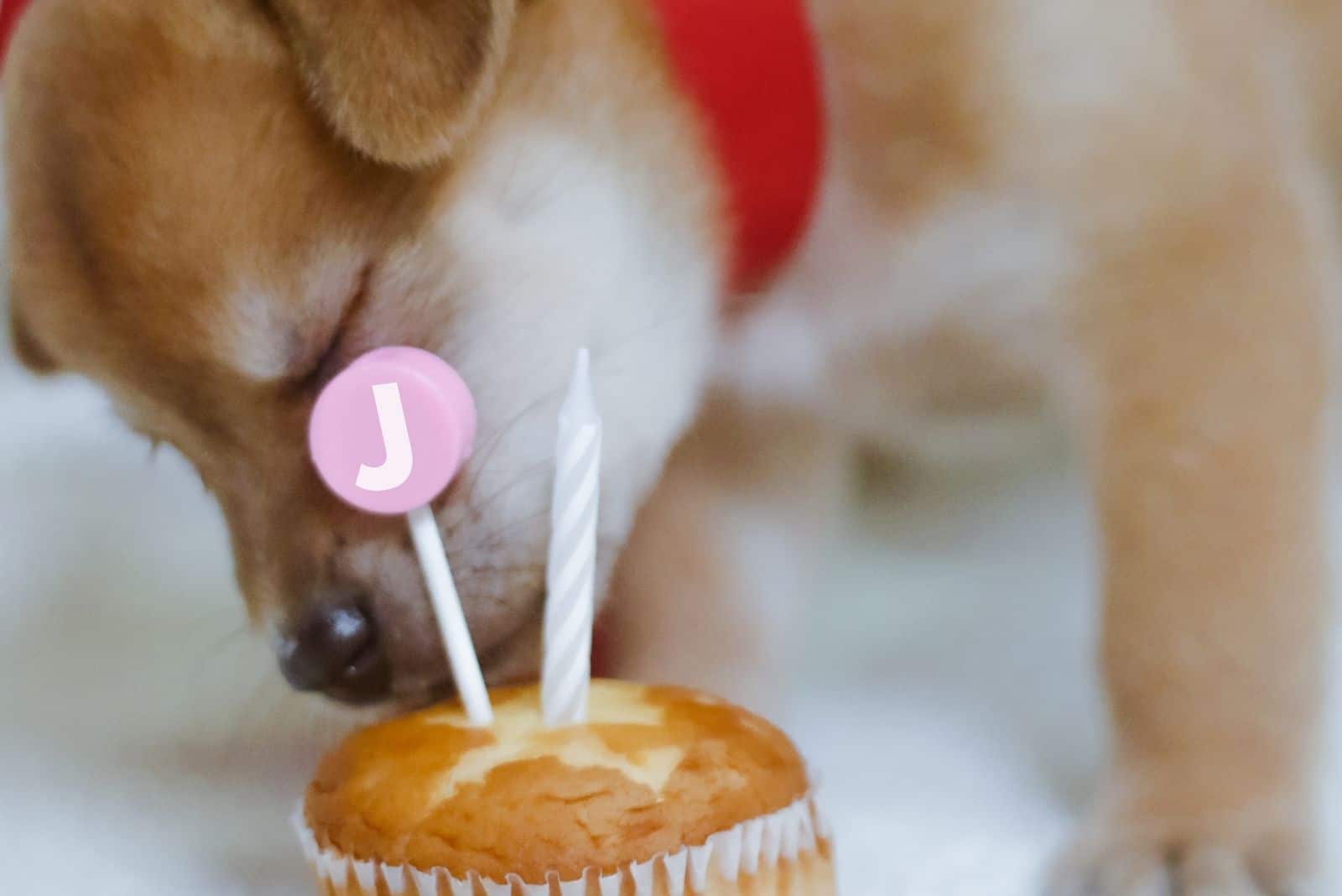 perro mixto chi-corgi alimentándose de un cupcake de cumpleaños con vela