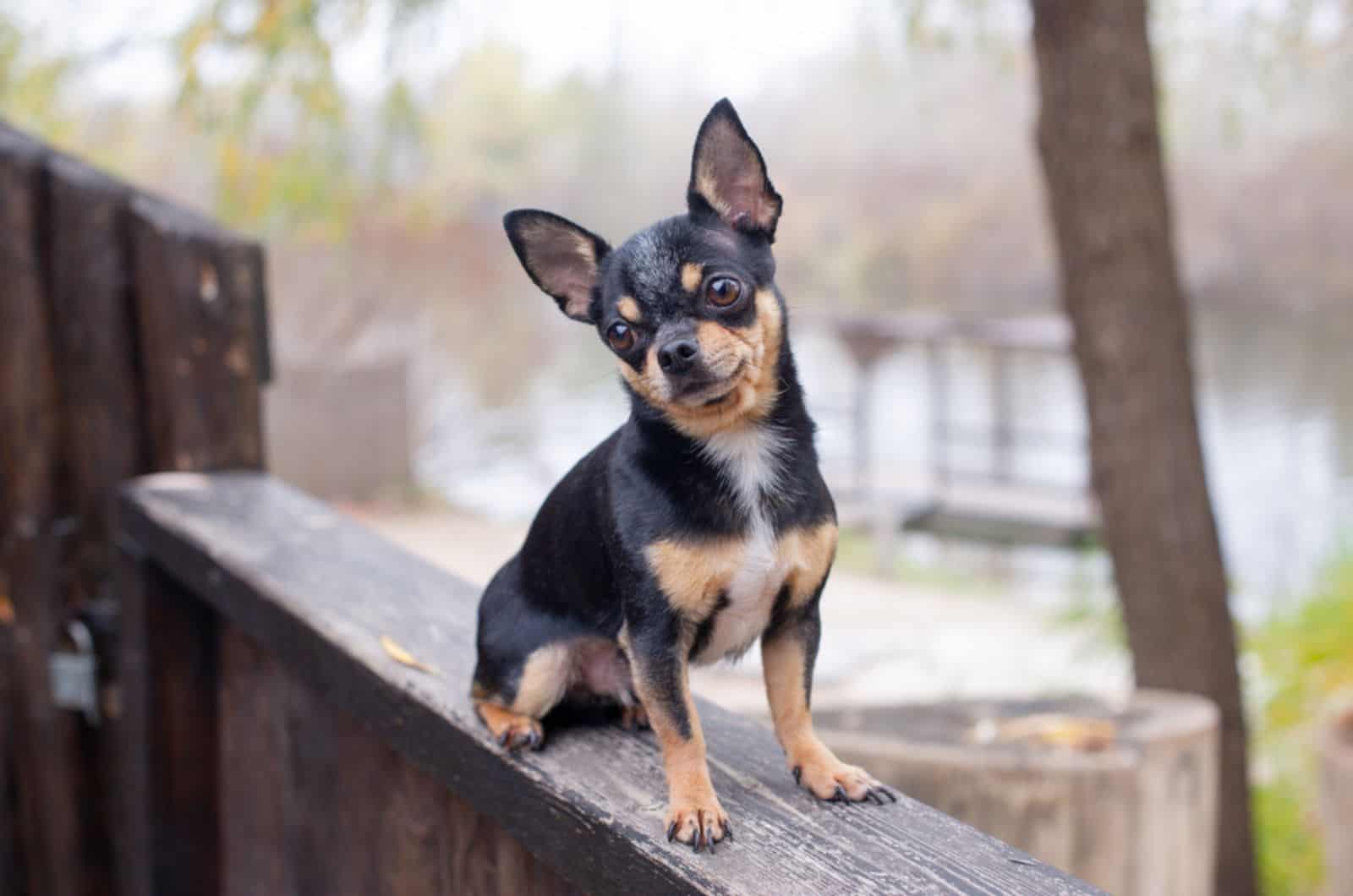 chihuahua sentado en la cerca
