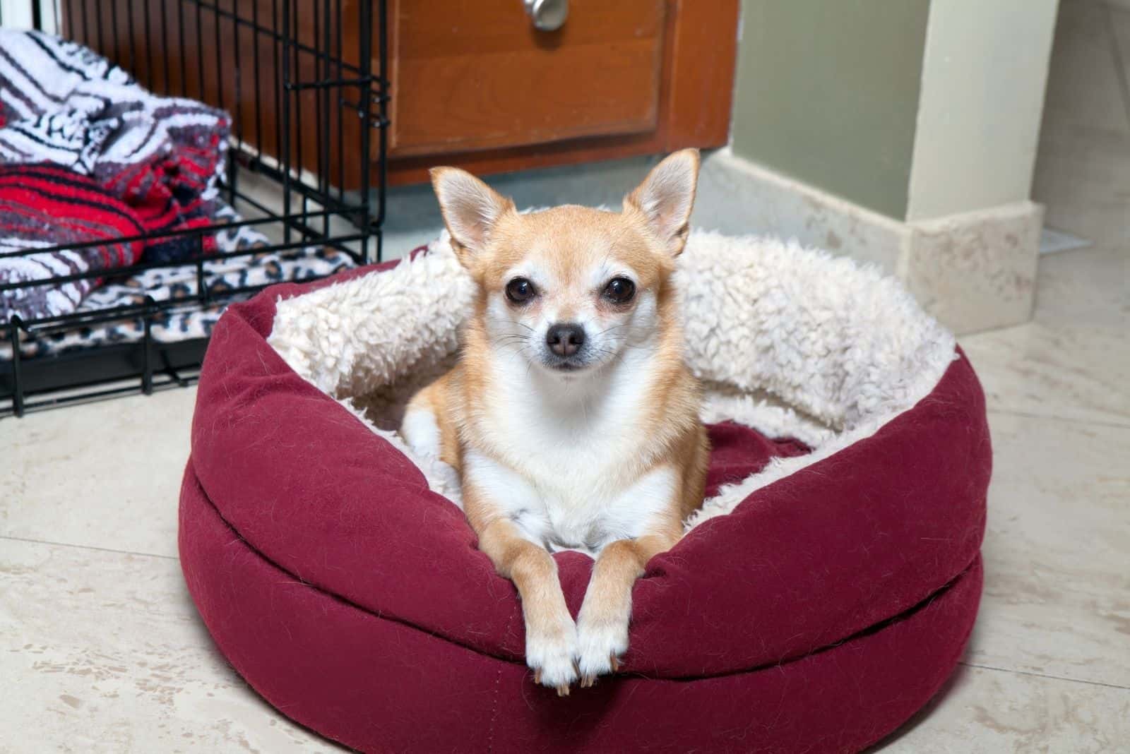 chihuahua siendo posesiva de su cama