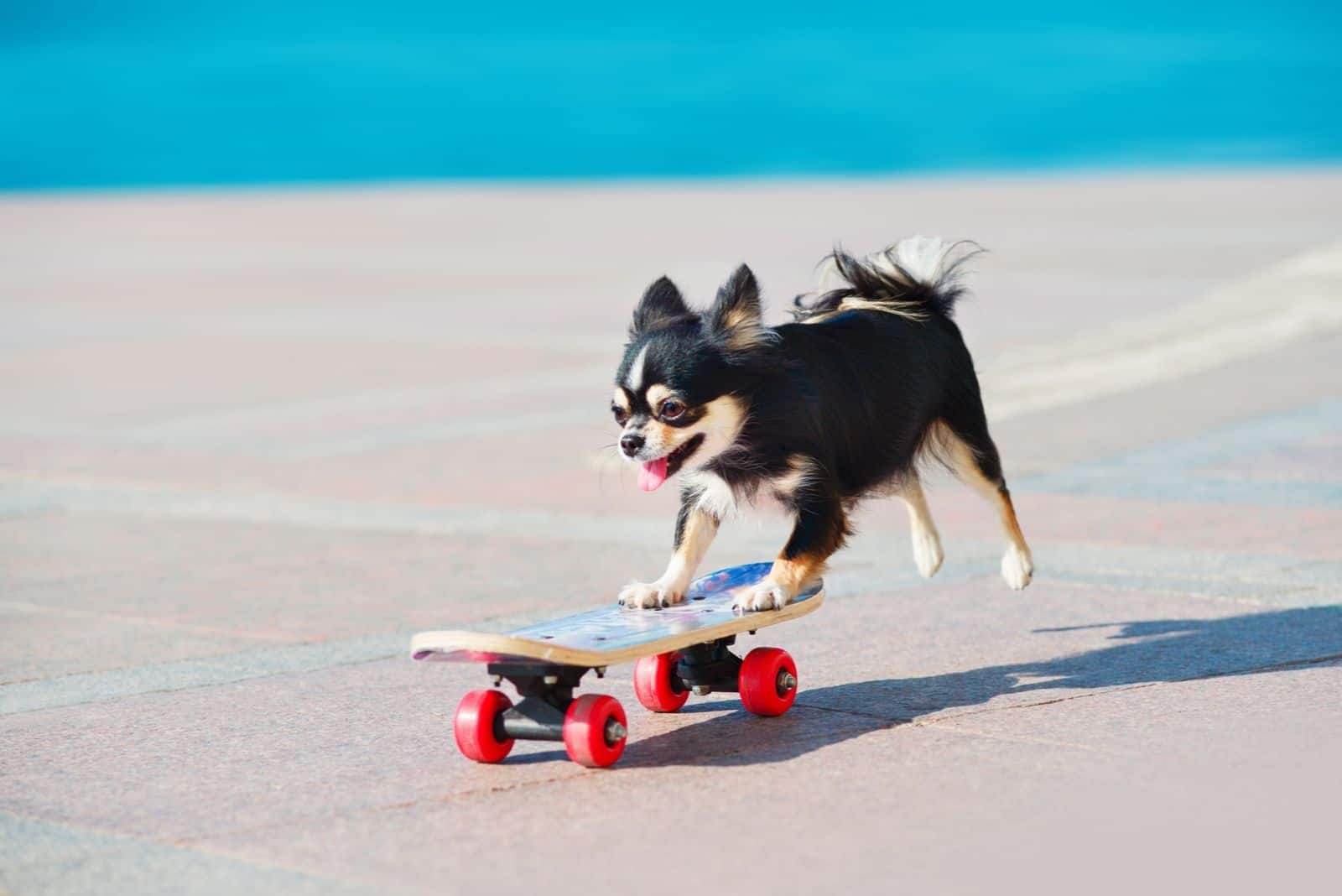 perro chihuahua patinando en la calle con patines