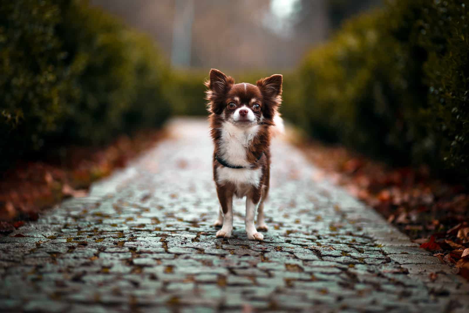 Hermoso perro Chihuahua parado al aire libre