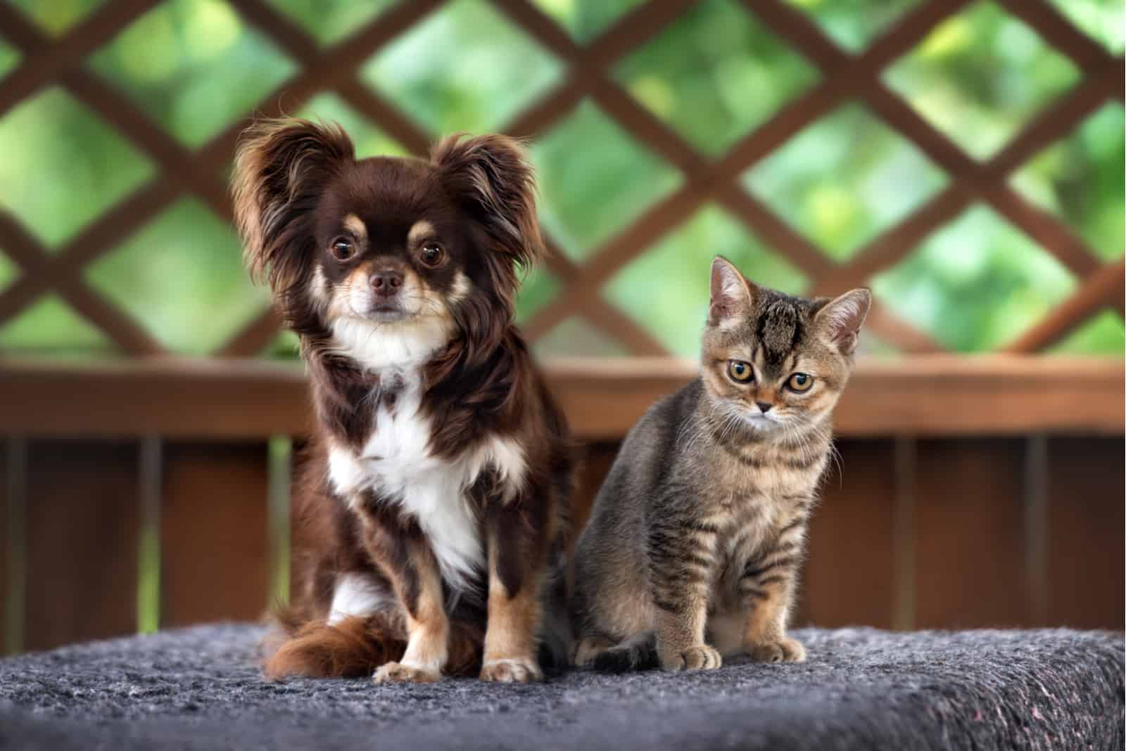 perro chihuahua con un gatito británico de pelo corto