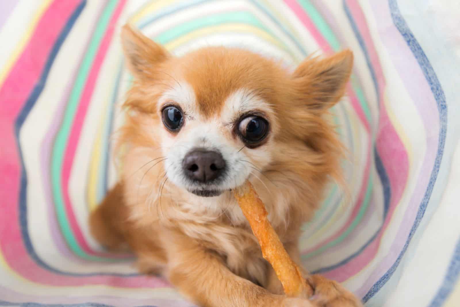 chihuahua comiendo un palo