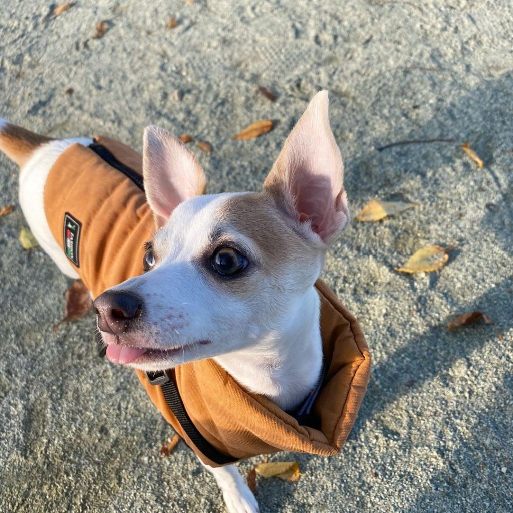 perro galgo italiano chihuahua