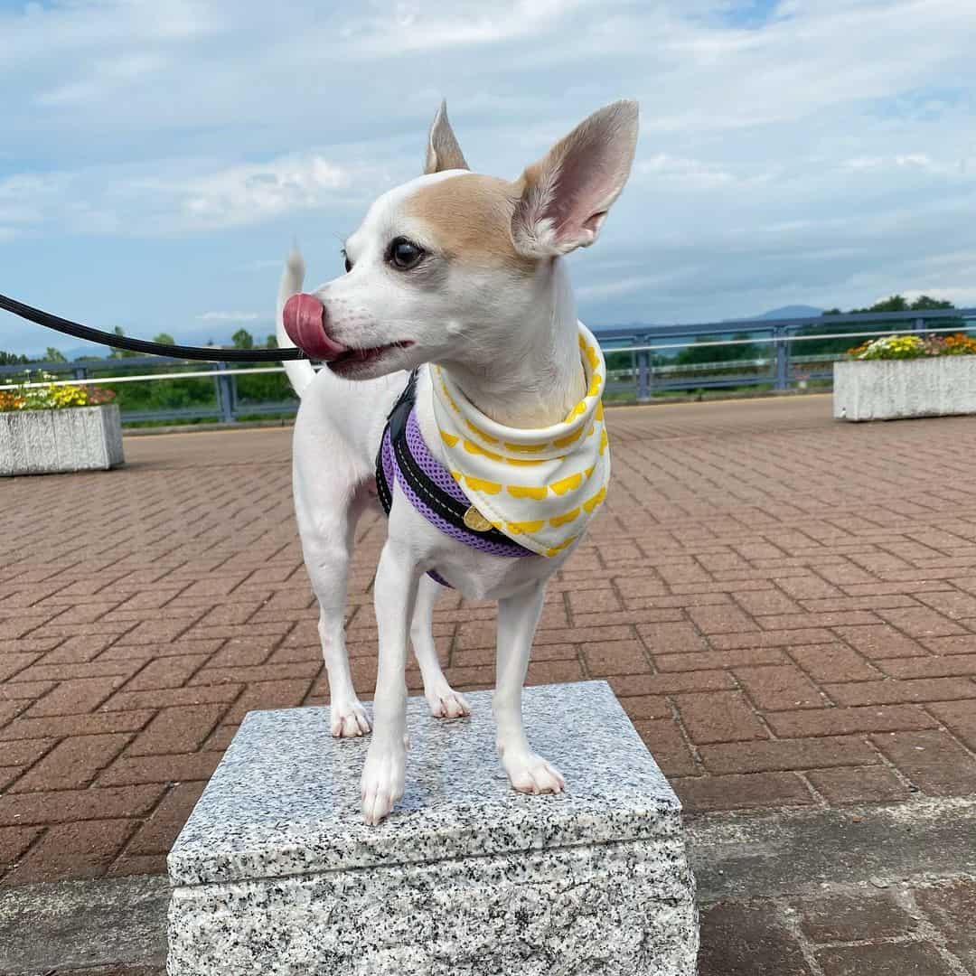 perro galgo italiano chihuahua en un paseo